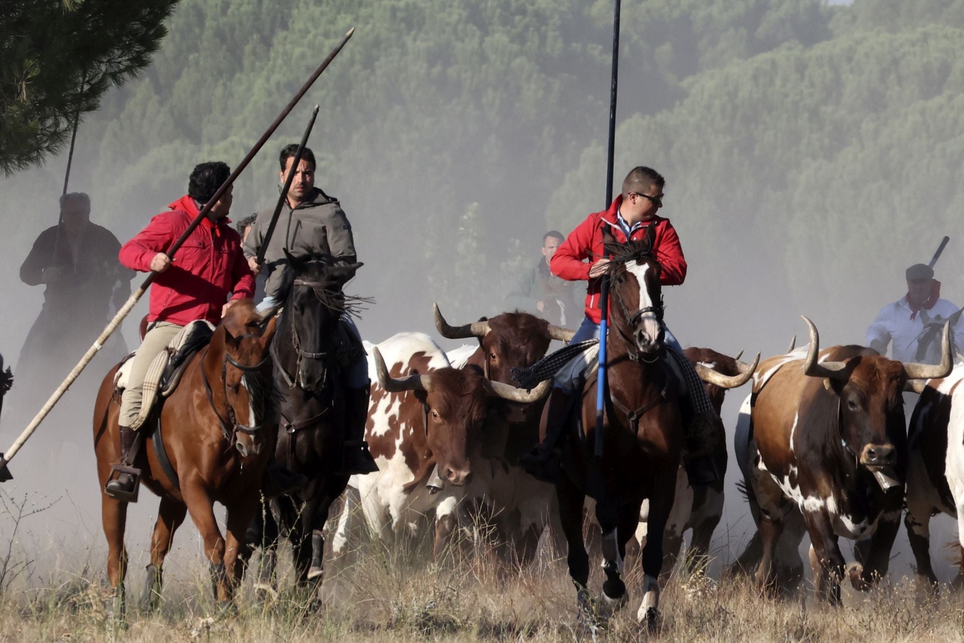 Encierro mixto del jueves en Tordesillas