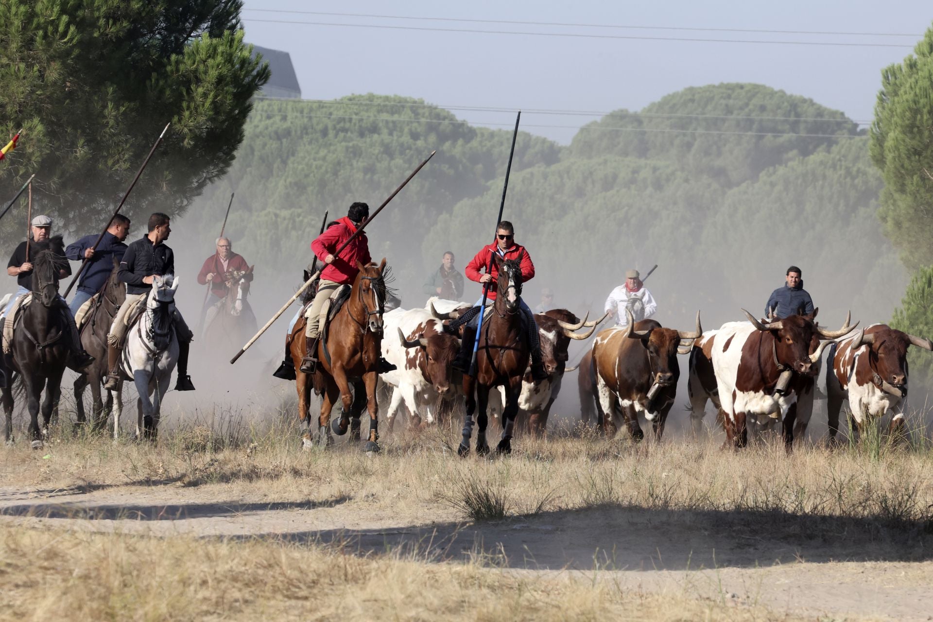 Encierro mixto del jueves en Tordesillas