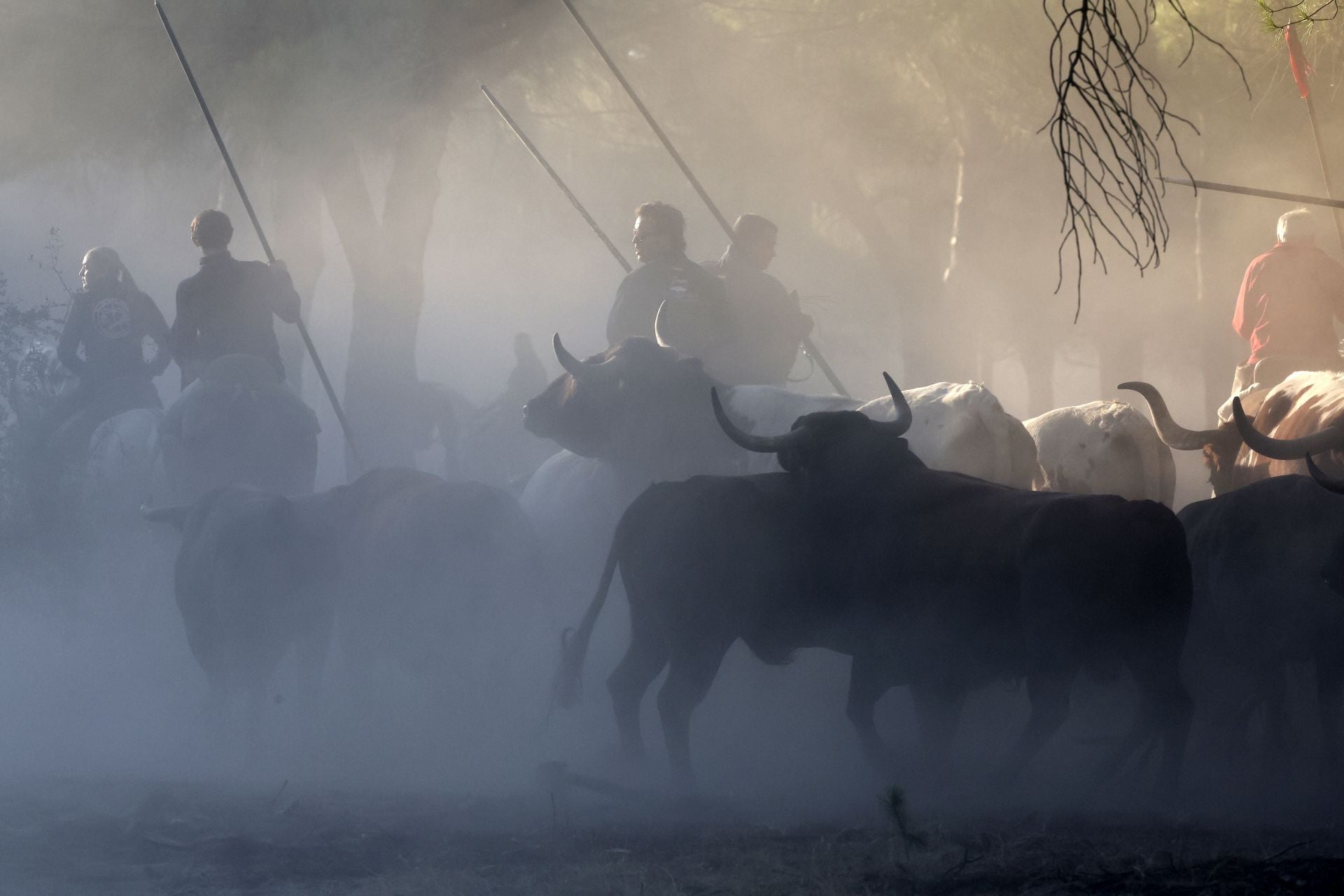 Encierro mixto del jueves en Tordesillas