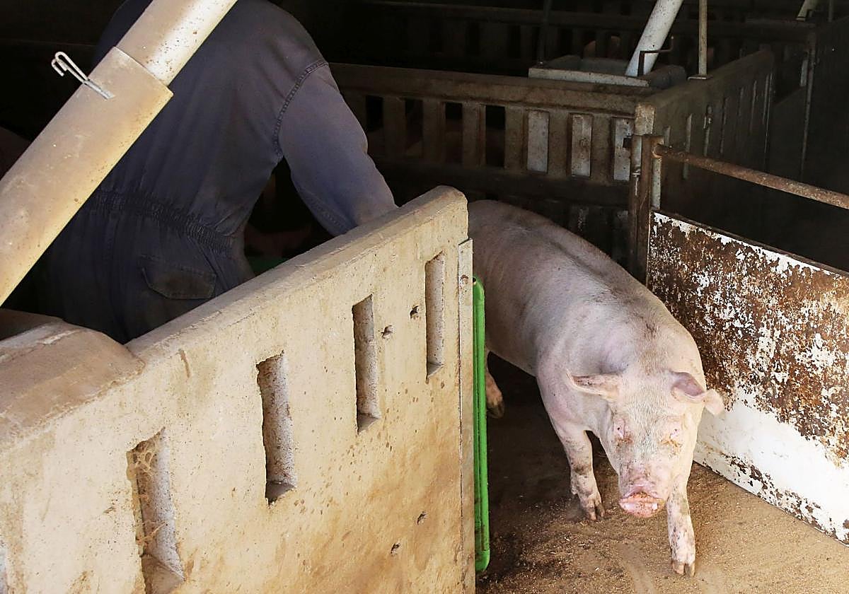 Un cerdo en una explotación ganadera de la provincia.