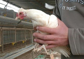 Un granjero coge una gallina en una explotación aviar.