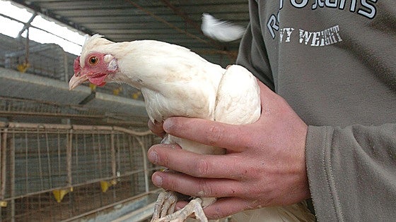 La Junta inmoviliza una granja con 760.000 gallinas en Olmedo al detectar un foco de gripe aviar