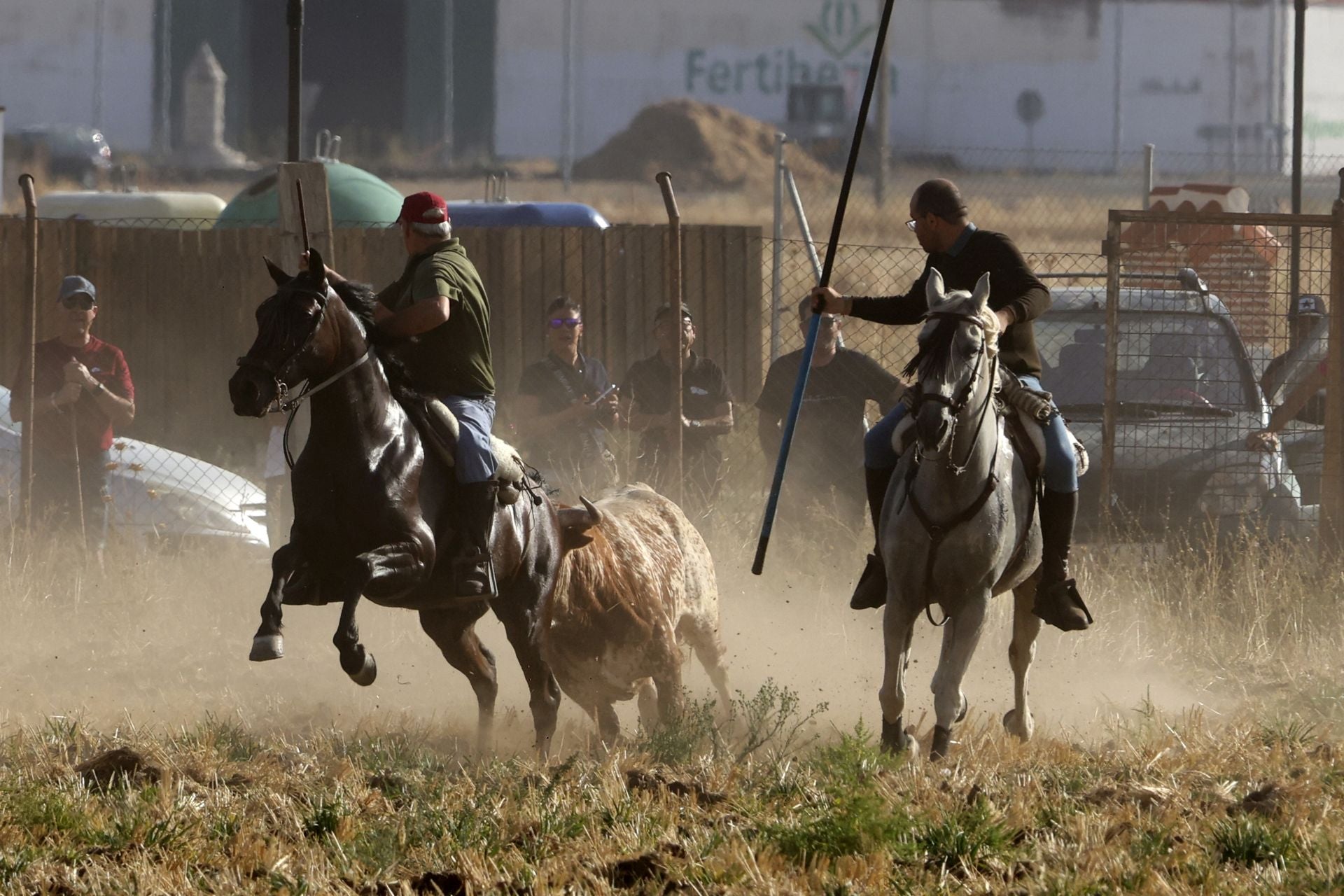 Las imágenes del encierro en Madrigal de las Altas Torres