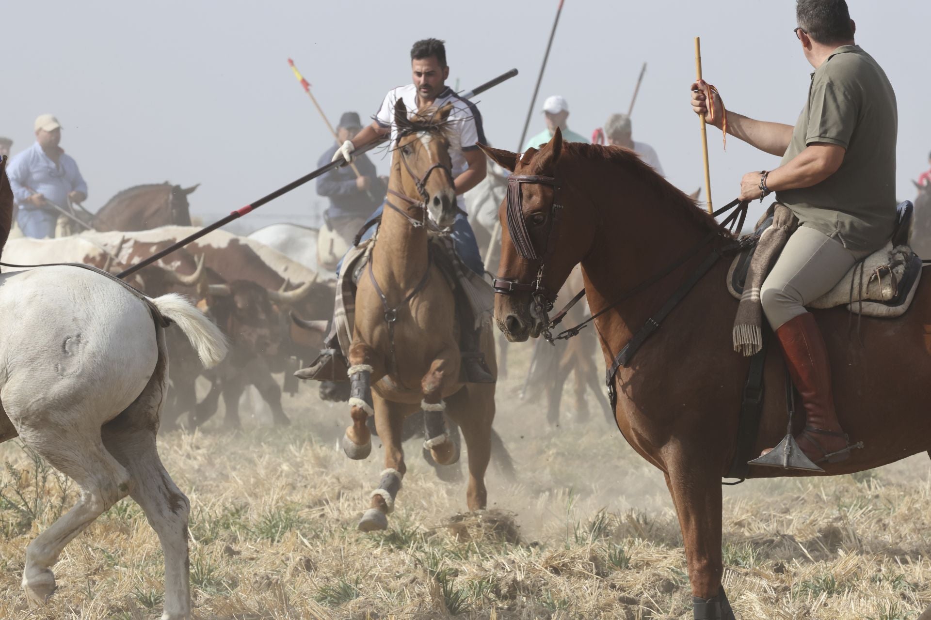 Las imágenes del encierro en Madrigal de las Altas Torres