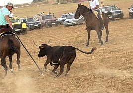 Una de las vacas persigue a un caballista durante el encierro