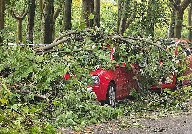Los árboles que se han caído sobre dos coches en el paseo del Cid.