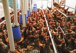 Gallinas de una explotación avícola en una imagen de archivo.