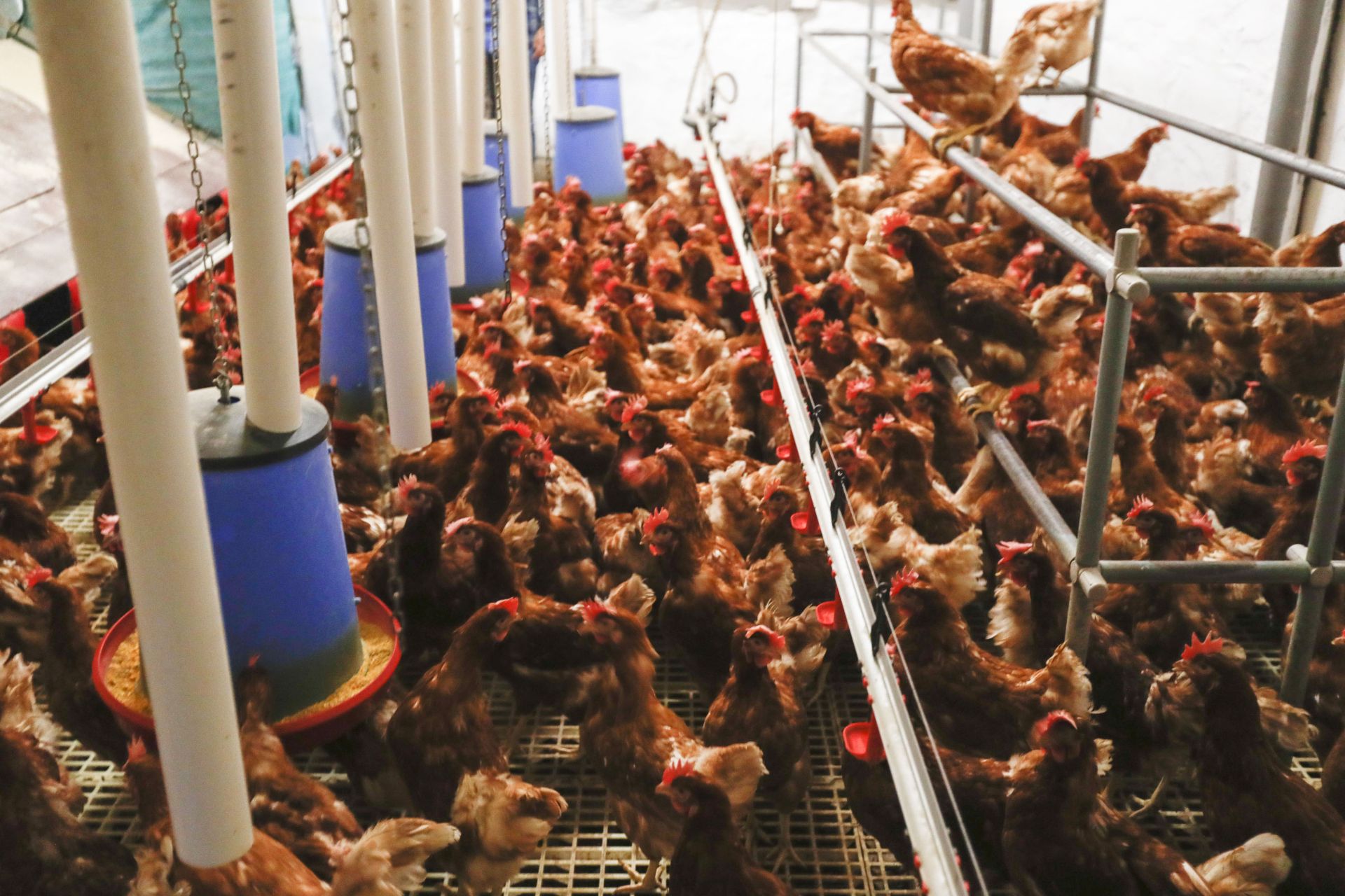 Gallinas de una explotación avícola en una imagen de archivo.