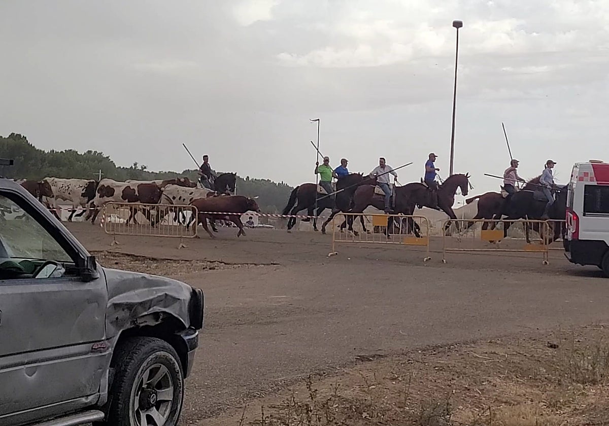 Los caballos condujeron a los novillos junto a los bueyes para ser encerrados