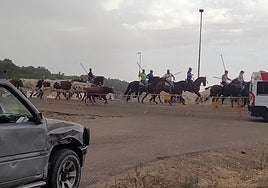 Los caballos condujeron a los novillos junto a los bueyes para ser encerrados