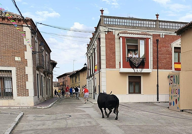Una de las vacas durante el encierro.