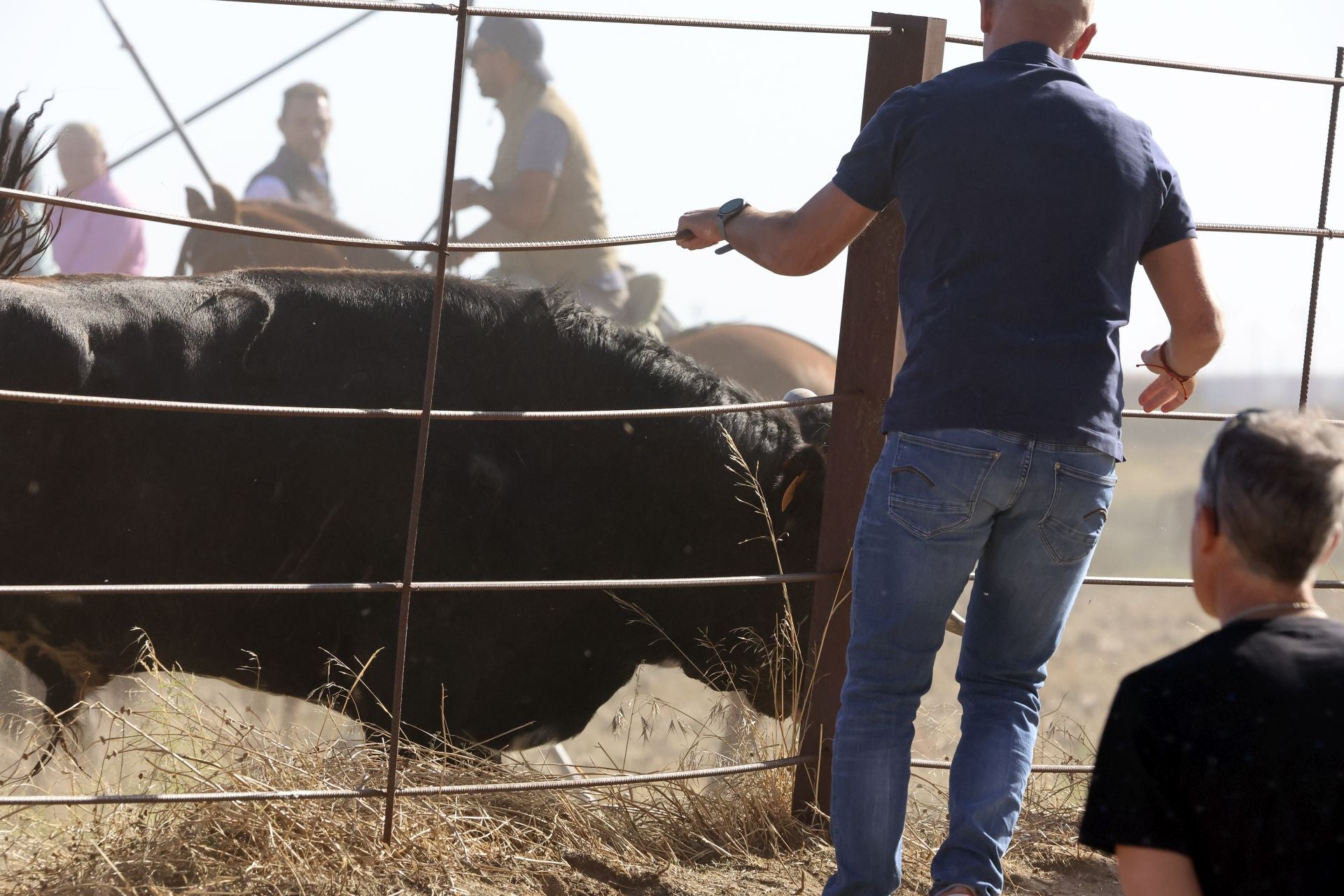 Las imágenes del encierro de Madrigal de las Altas Torres