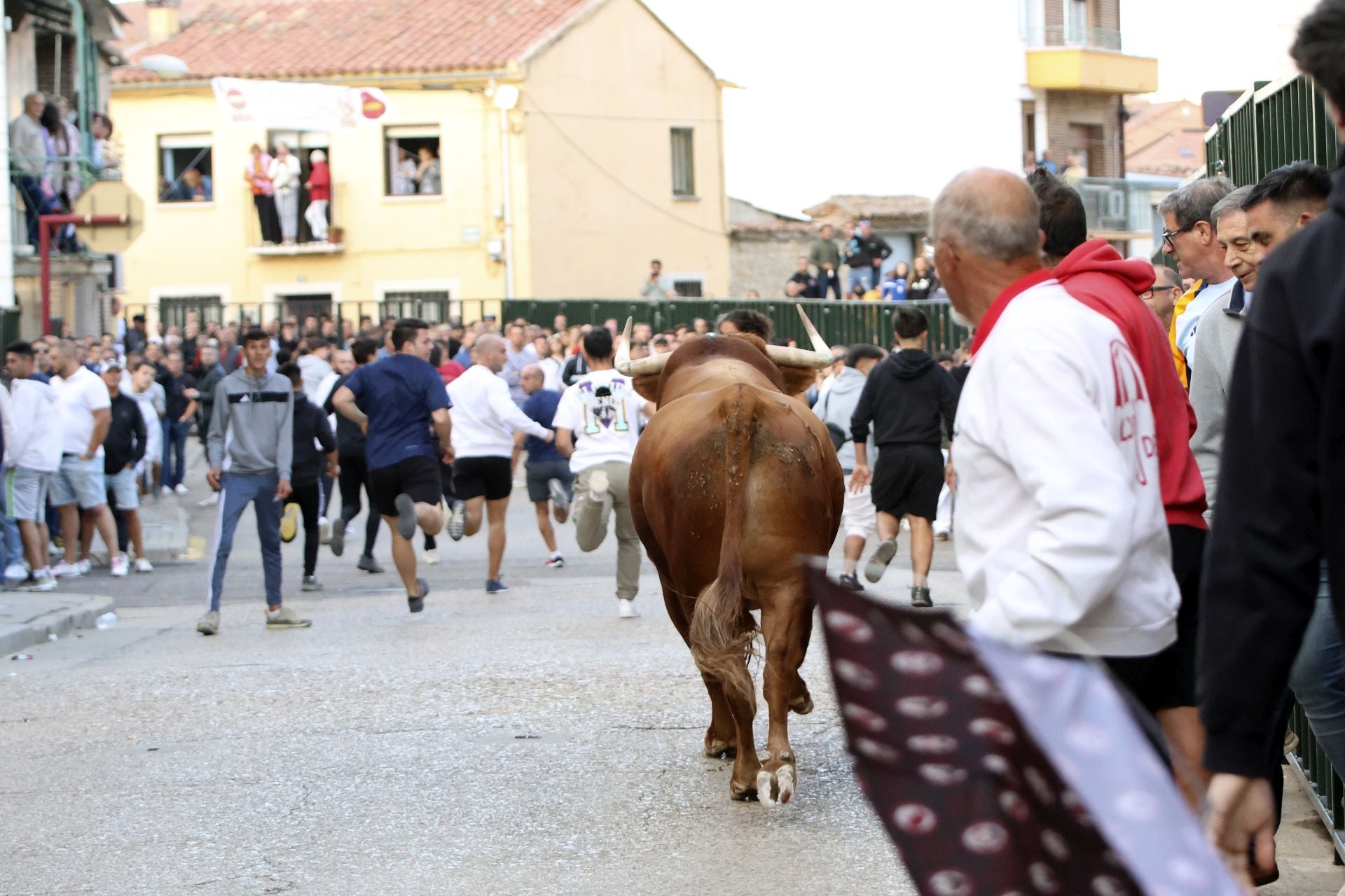 Las imágenes del toro del Clarete en Cigales