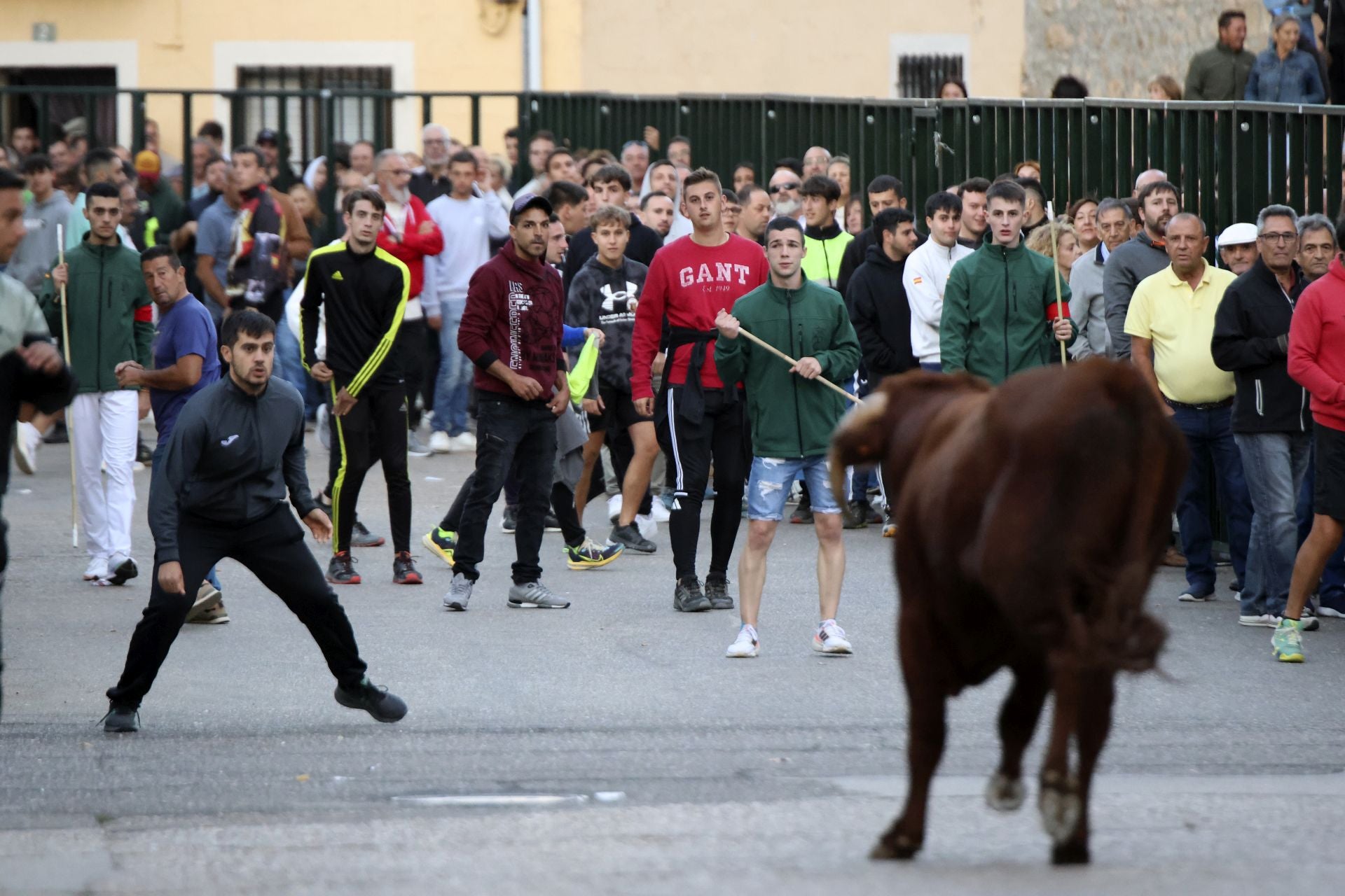 Las imágenes del toro del Clarete en Cigales