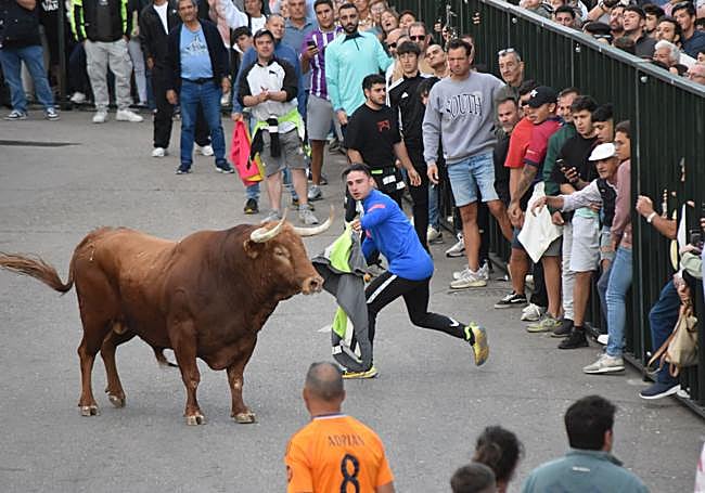 Toro del Clarete de Cigales