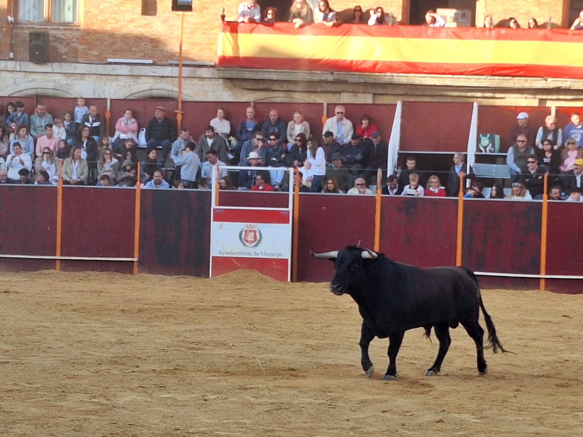 Los saltos de Christian Peñas ganan el concurso de cortes de Mayorga