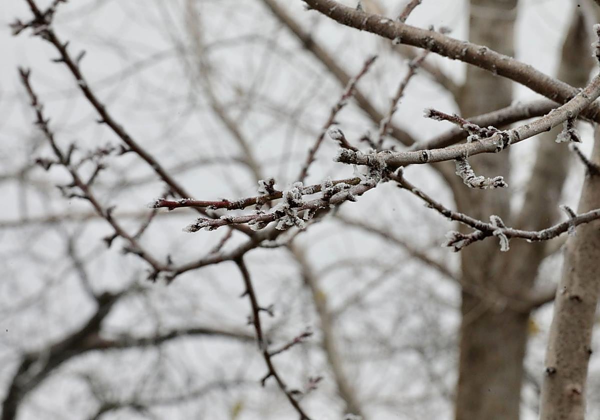 Imagen de archivo de una cencellada.