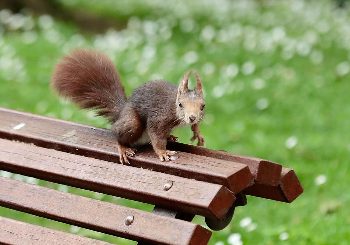 Una ardilla en el Campo Grande.