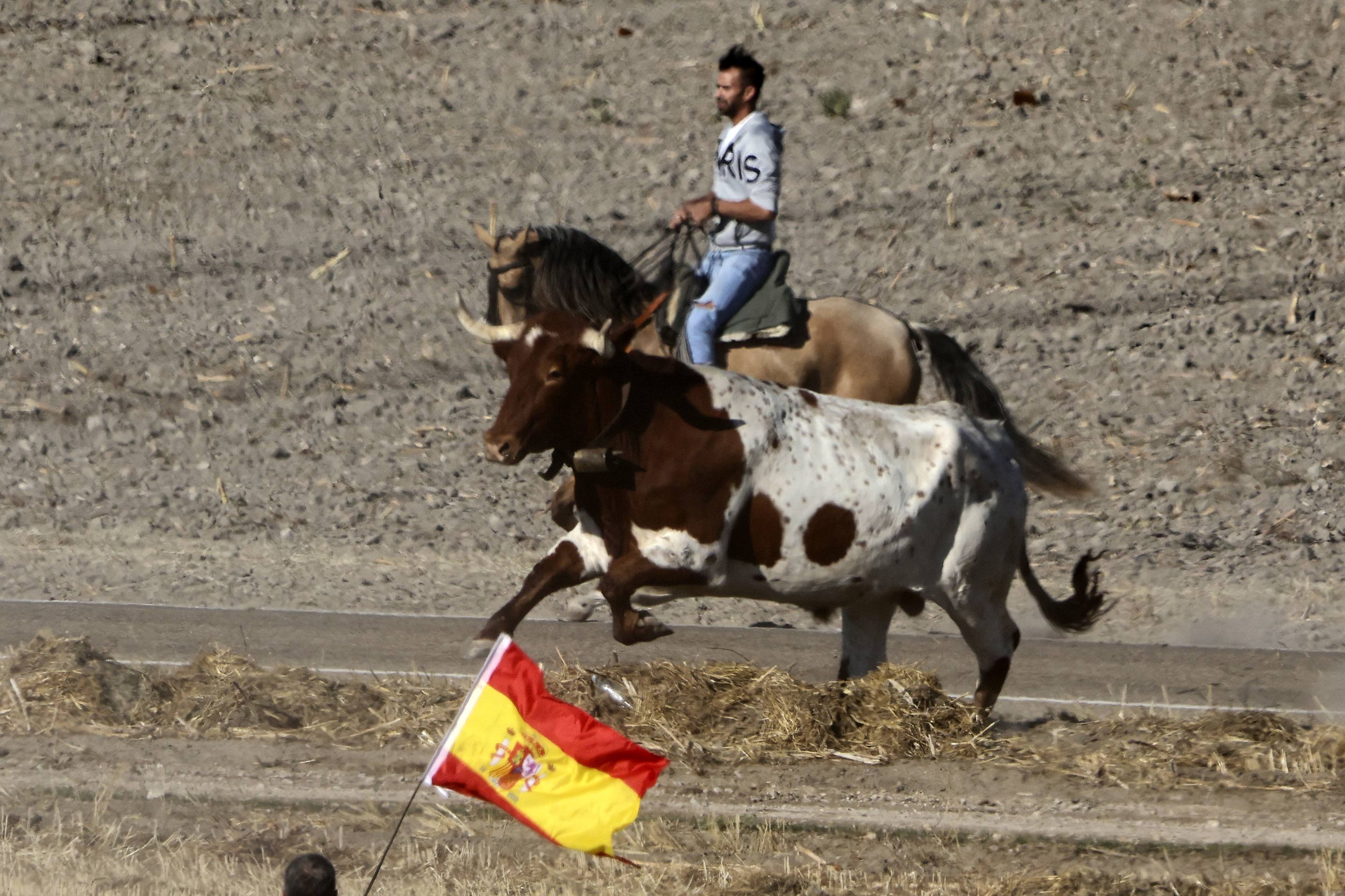 Las imágenes del encierro en Olmedo