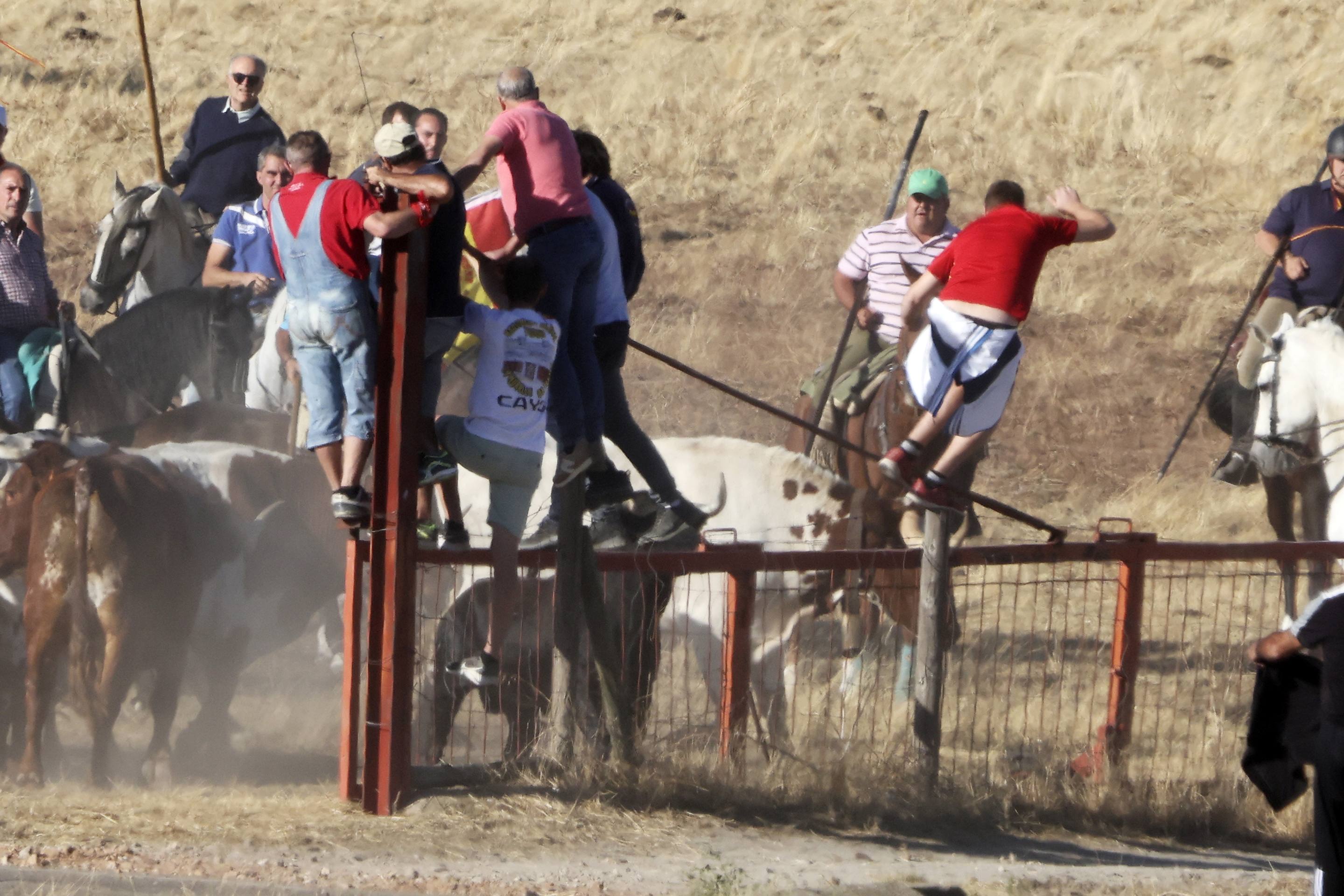 Las imágenes del encierro en Olmedo