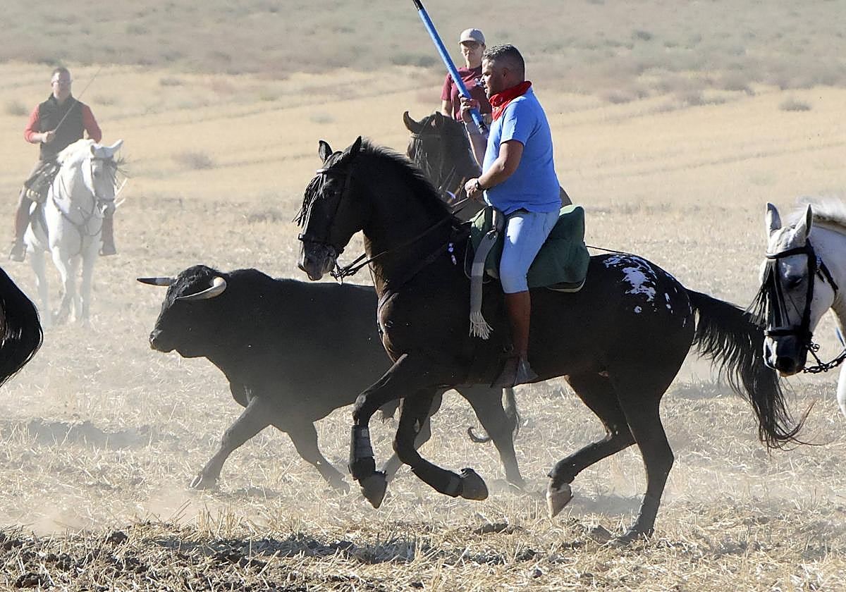 Las imágenes del encierro en Olmedo