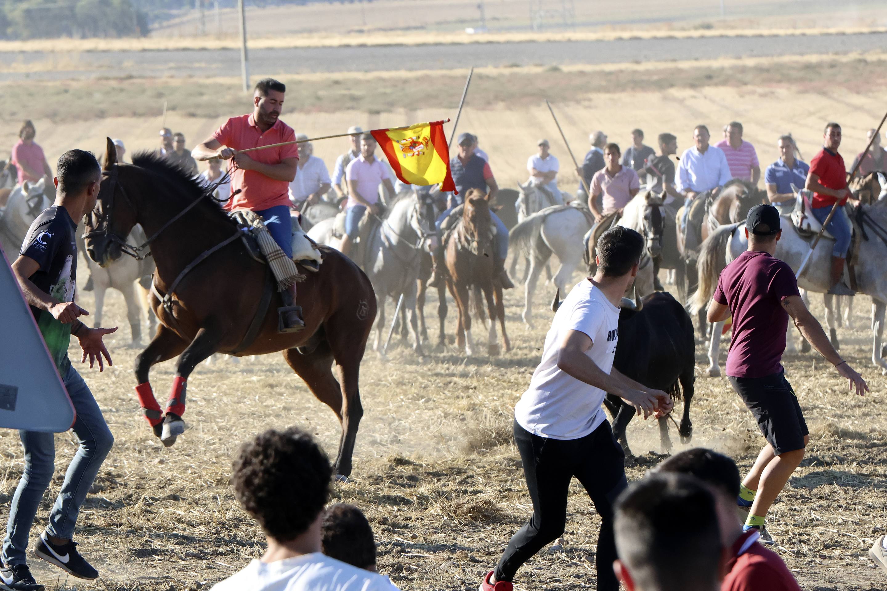 Las imágenes del encierro en Olmedo
