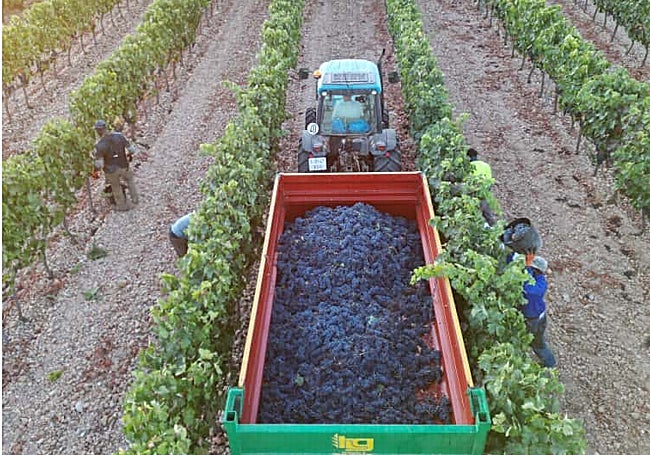 Imagen aérea de las labores de vendimia en un viñedo situado en Moradillo de Roa (Burgos).