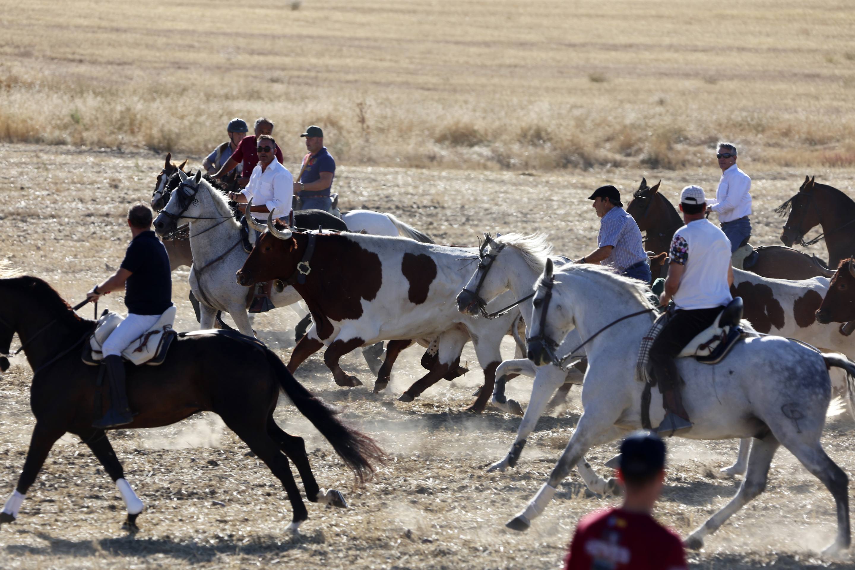 El encierro en Olmedo, en imágenes