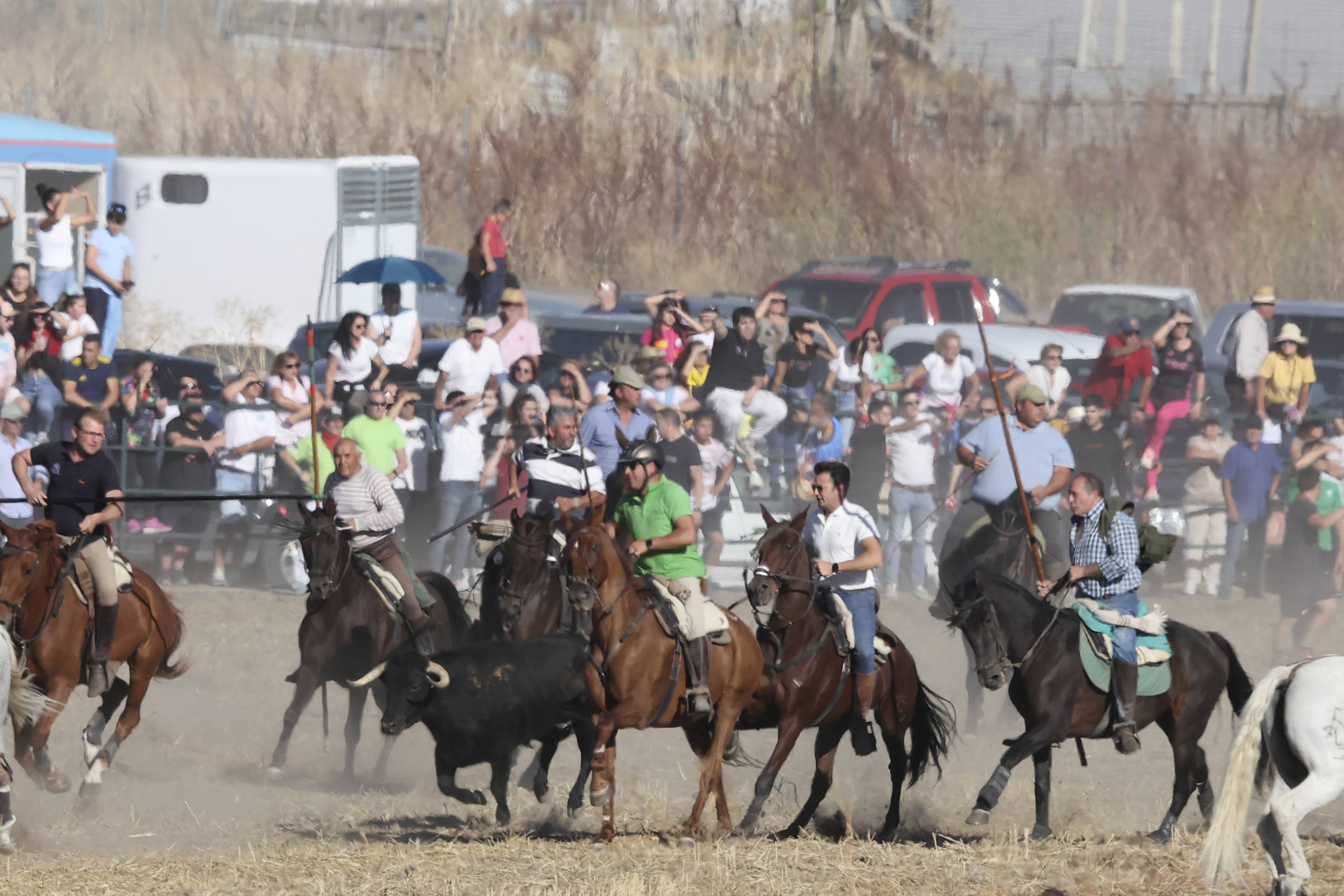 El encierro en Olmedo, en imágenes