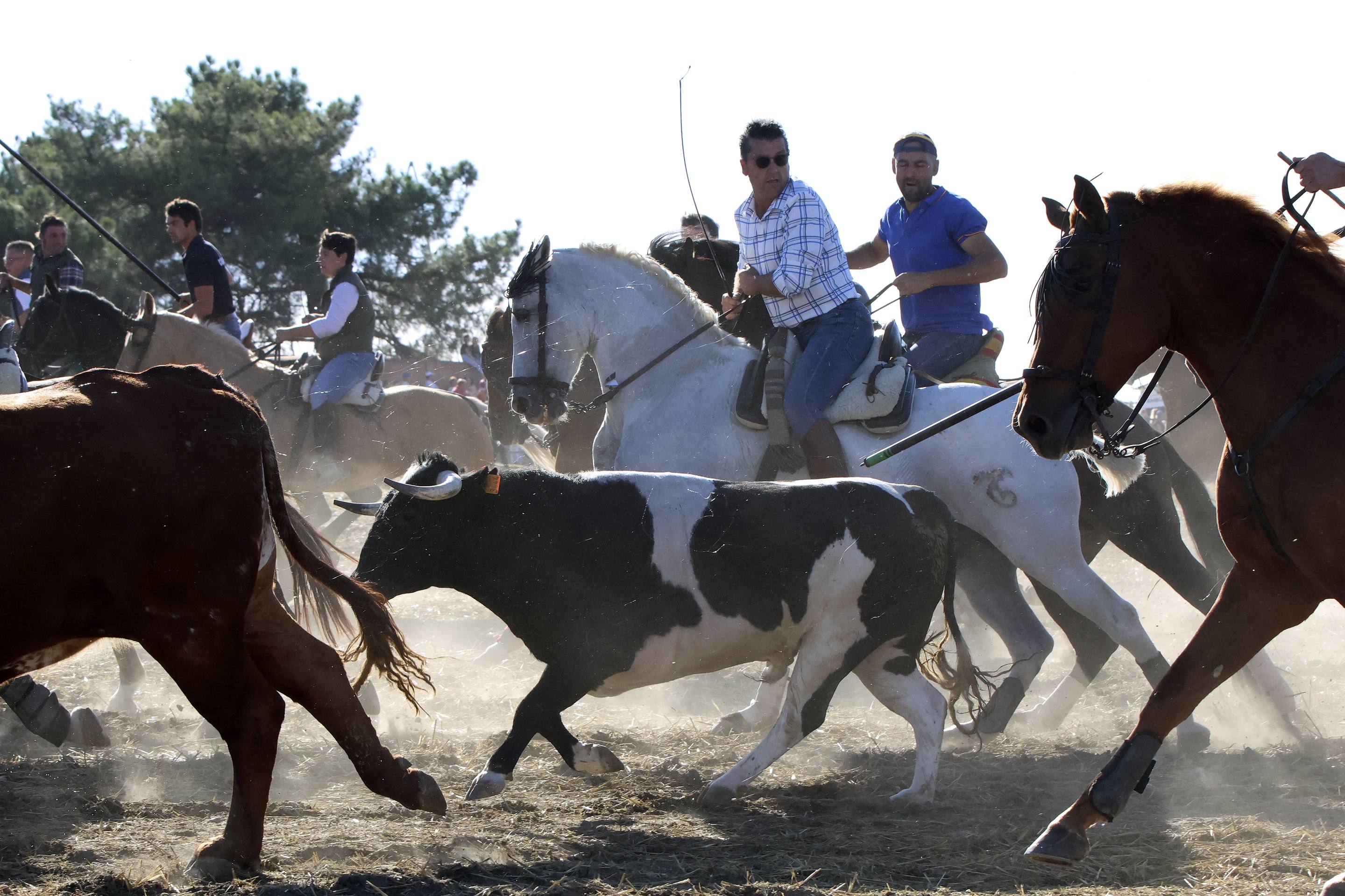 El encierro en Olmedo, en imágenes