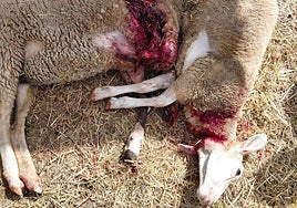 Imagen de dos ovejas de una explotación atacadas por el oso.