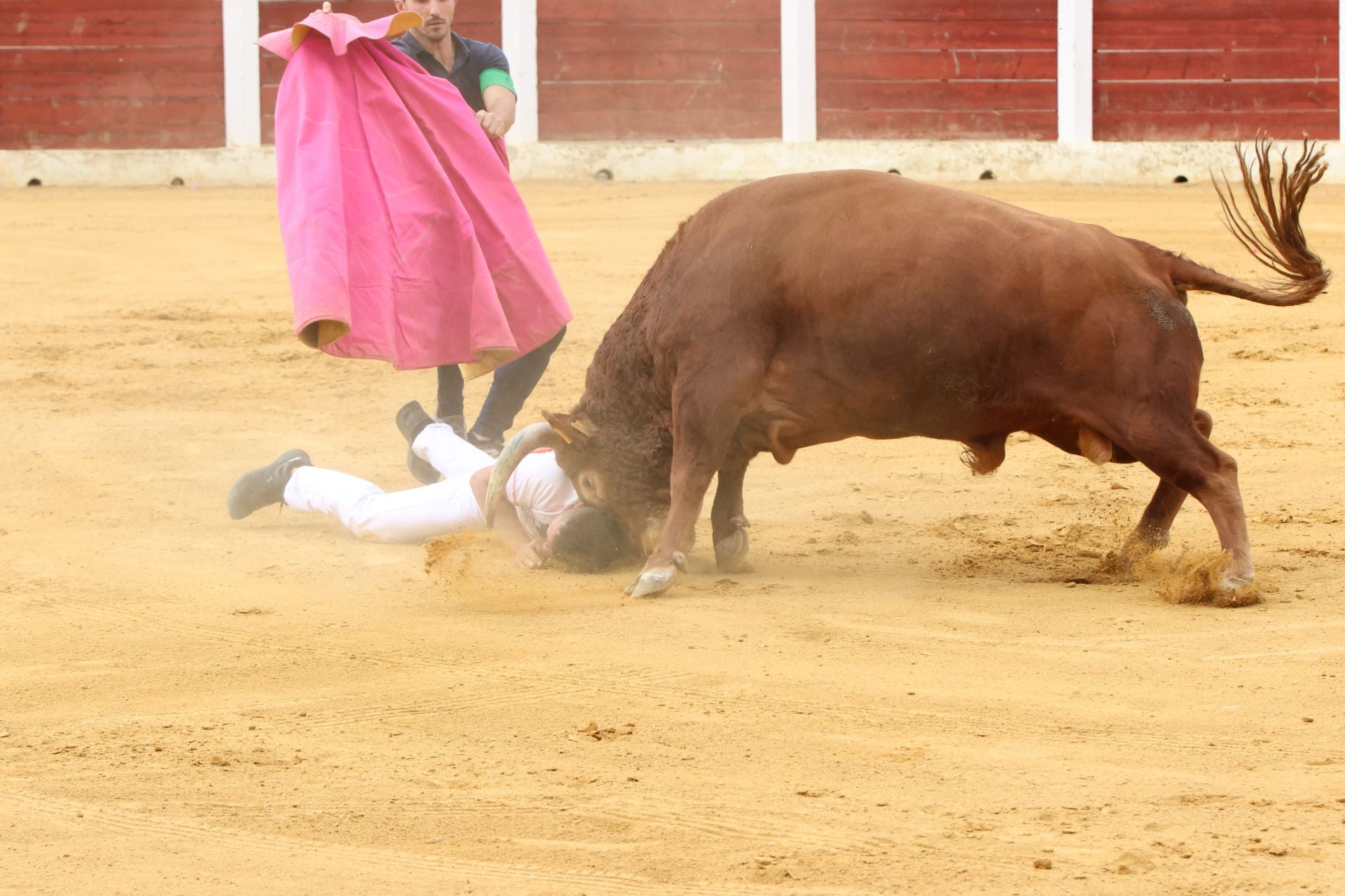 Fotografías del concurso de cortes celebrado en Olmedo