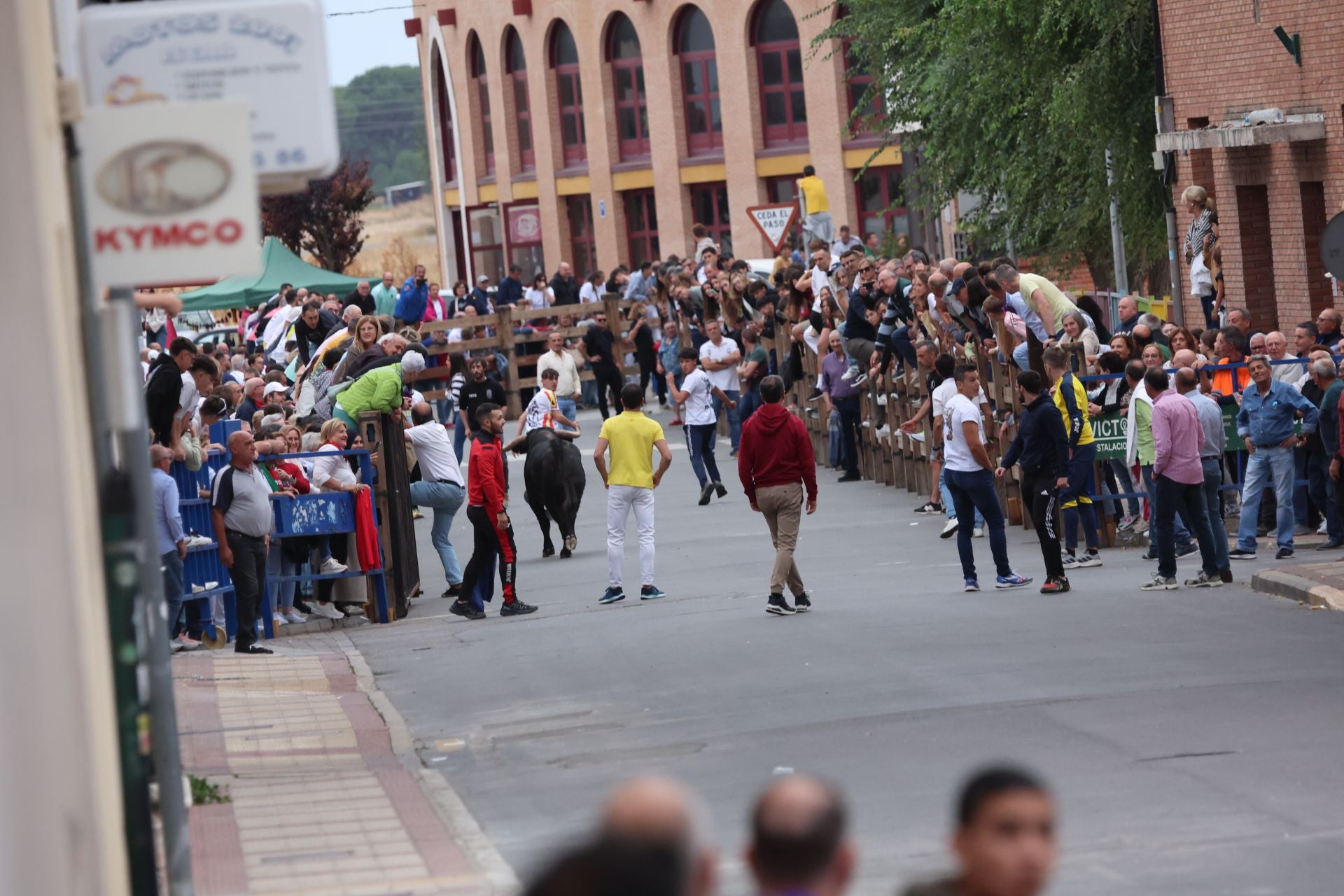 Las imágenes del encierro urbano celebrado en Íscar