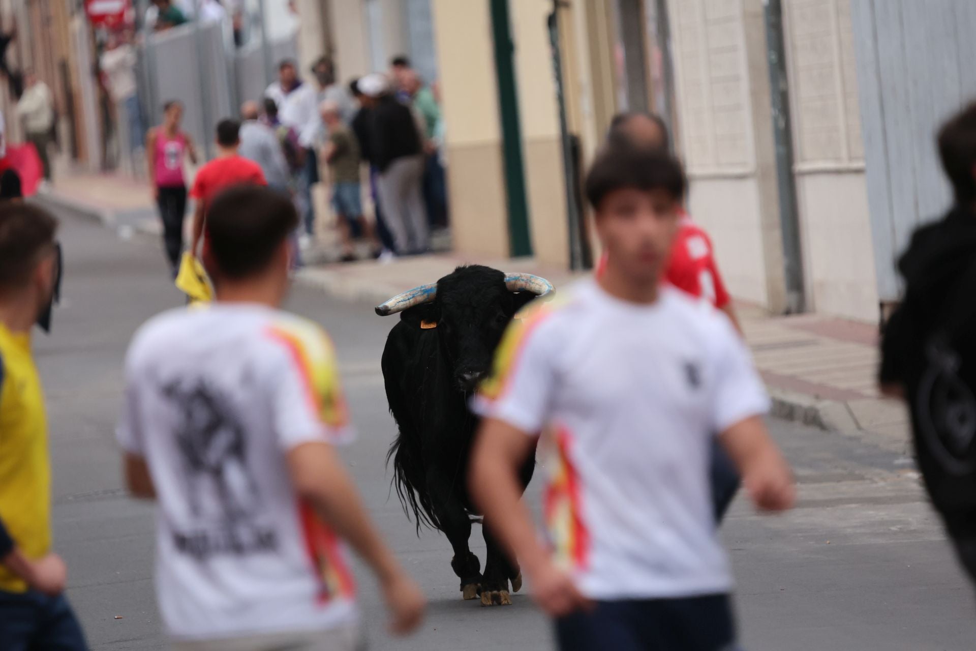 Las imágenes del encierro urbano celebrado en Íscar