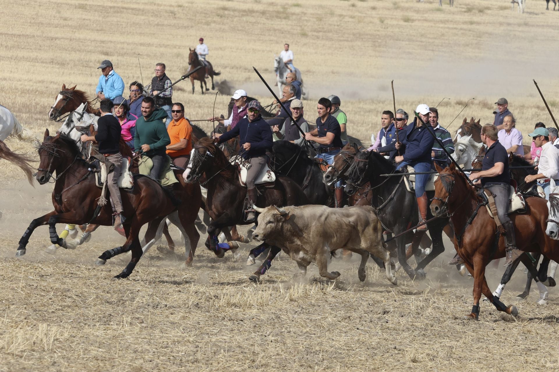 Encierro en Olmedo el sábado por la mañana
