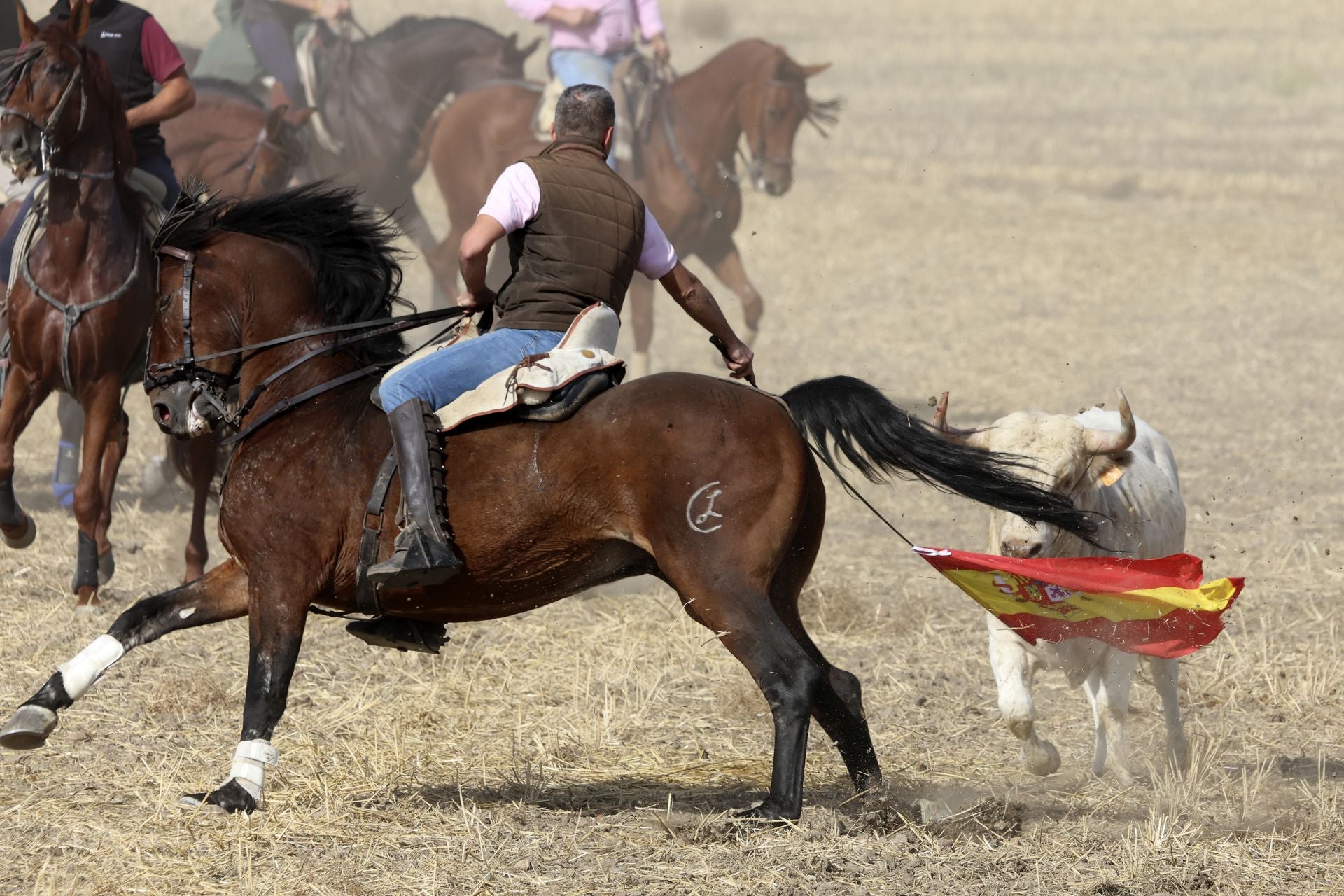 Encierro en Olmedo el sábado por la mañana