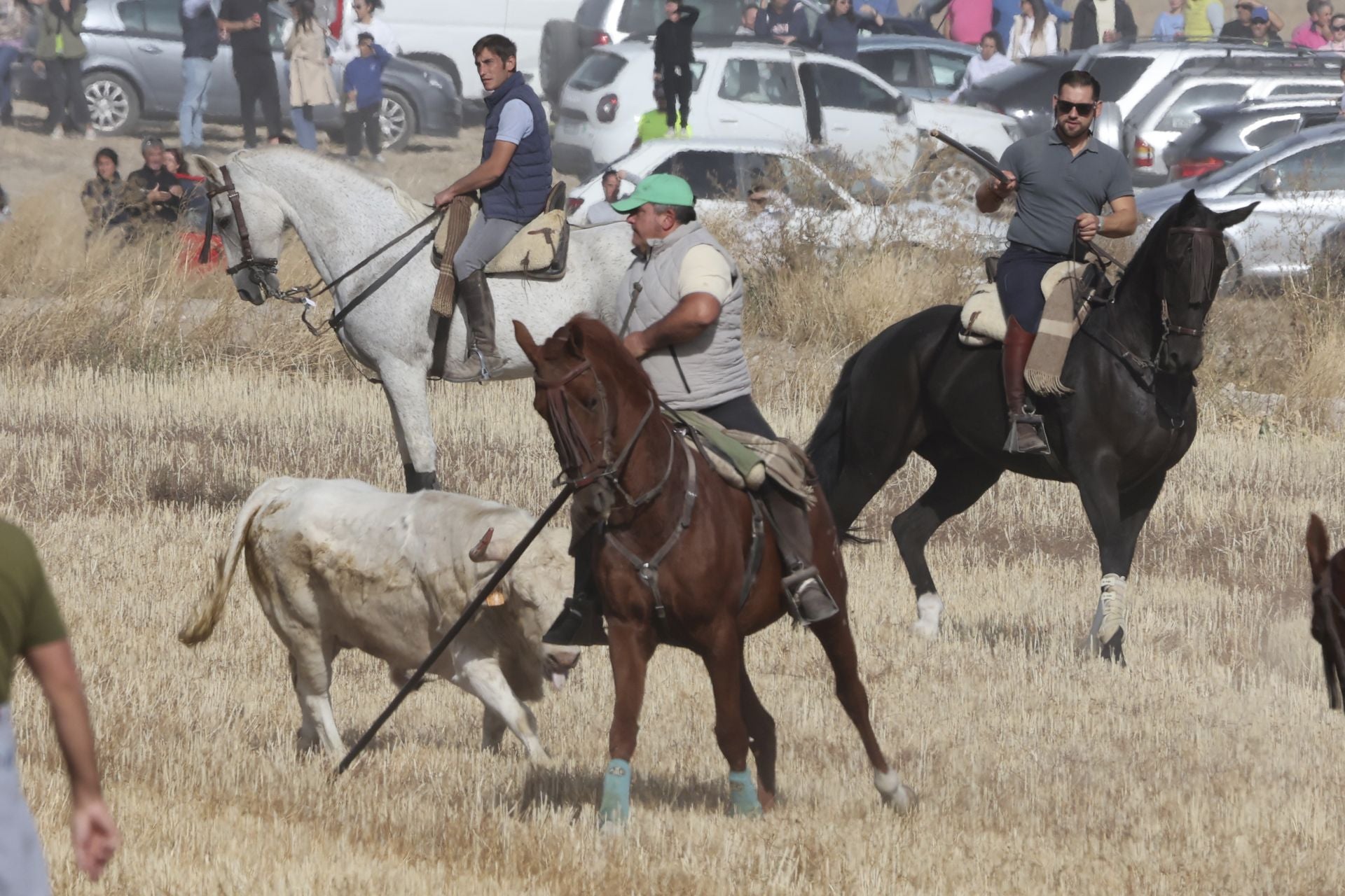 Encierro en Olmedo el sábado por la mañana