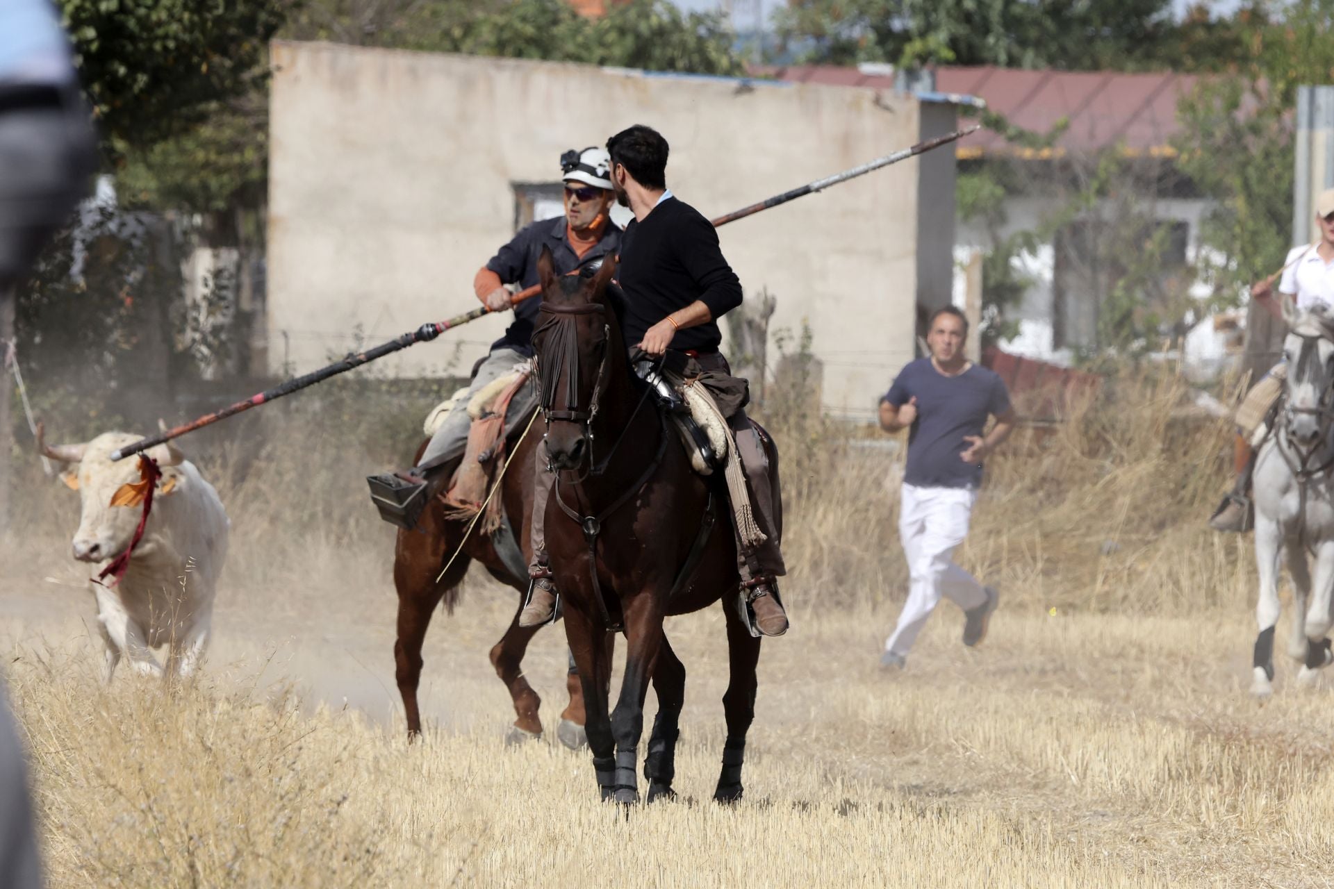 Encierro en Olmedo el sábado por la mañana