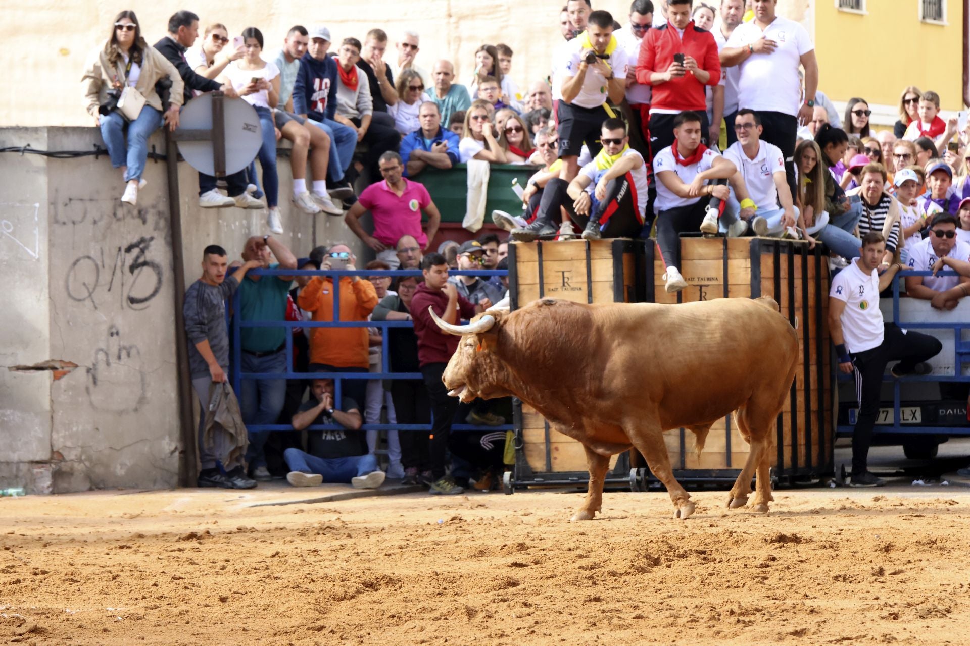 Toro del Cajón en Íscar