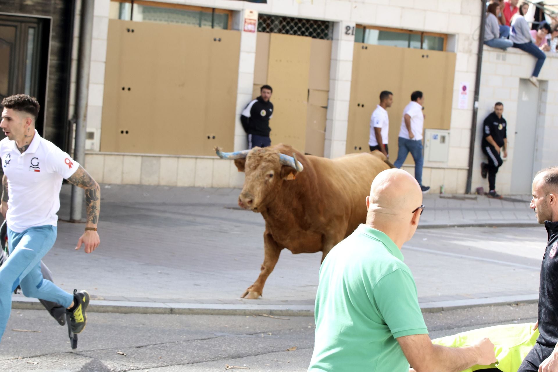 Toro del Cajón en Íscar