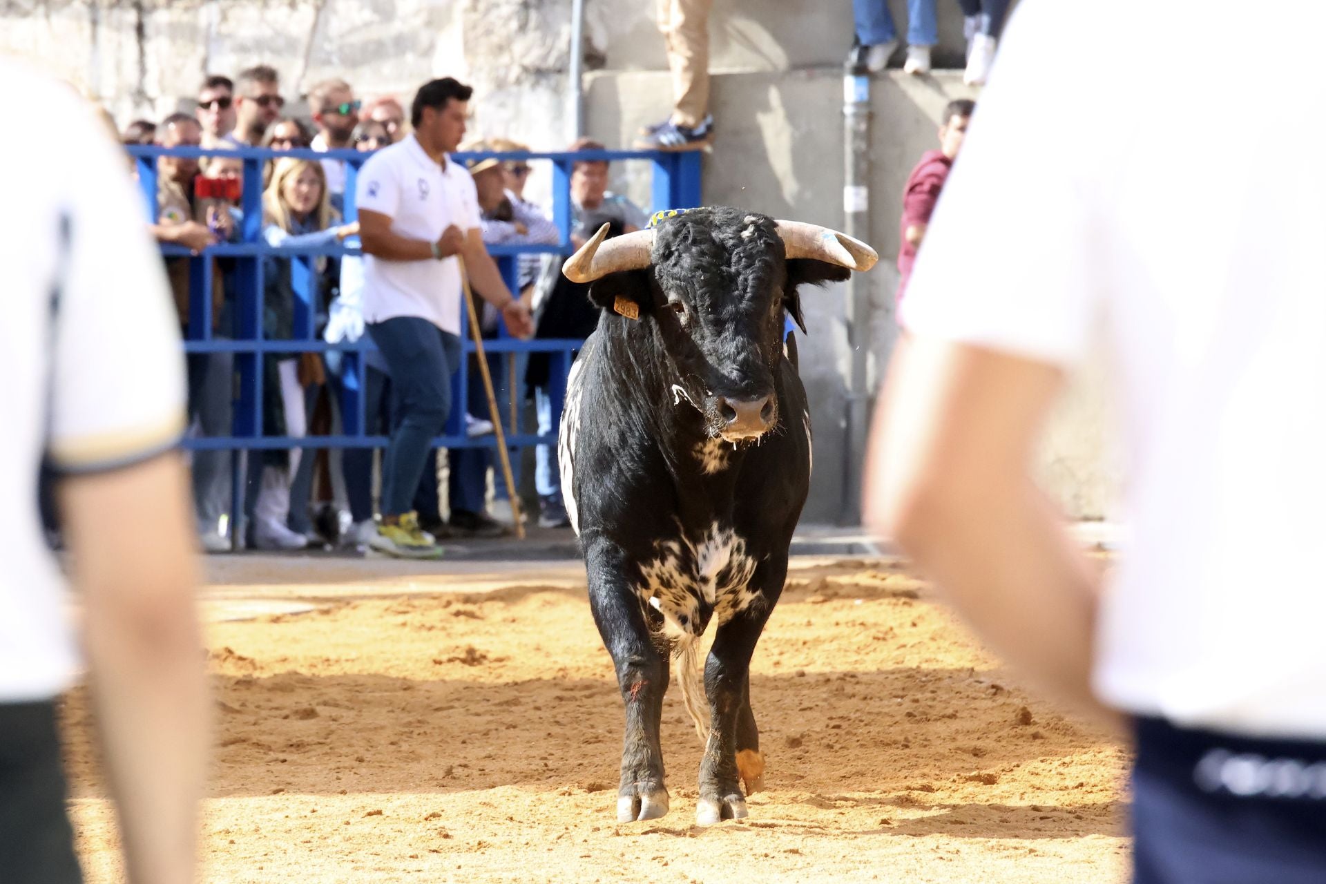 Toro del Cajón en Íscar