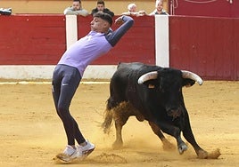 Toro del Cajón en Íscar
