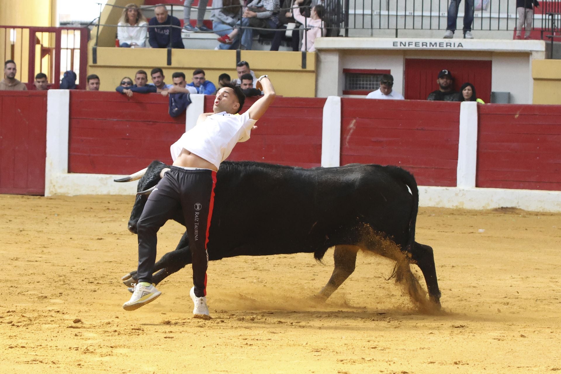 Toro del Cajón en Íscar