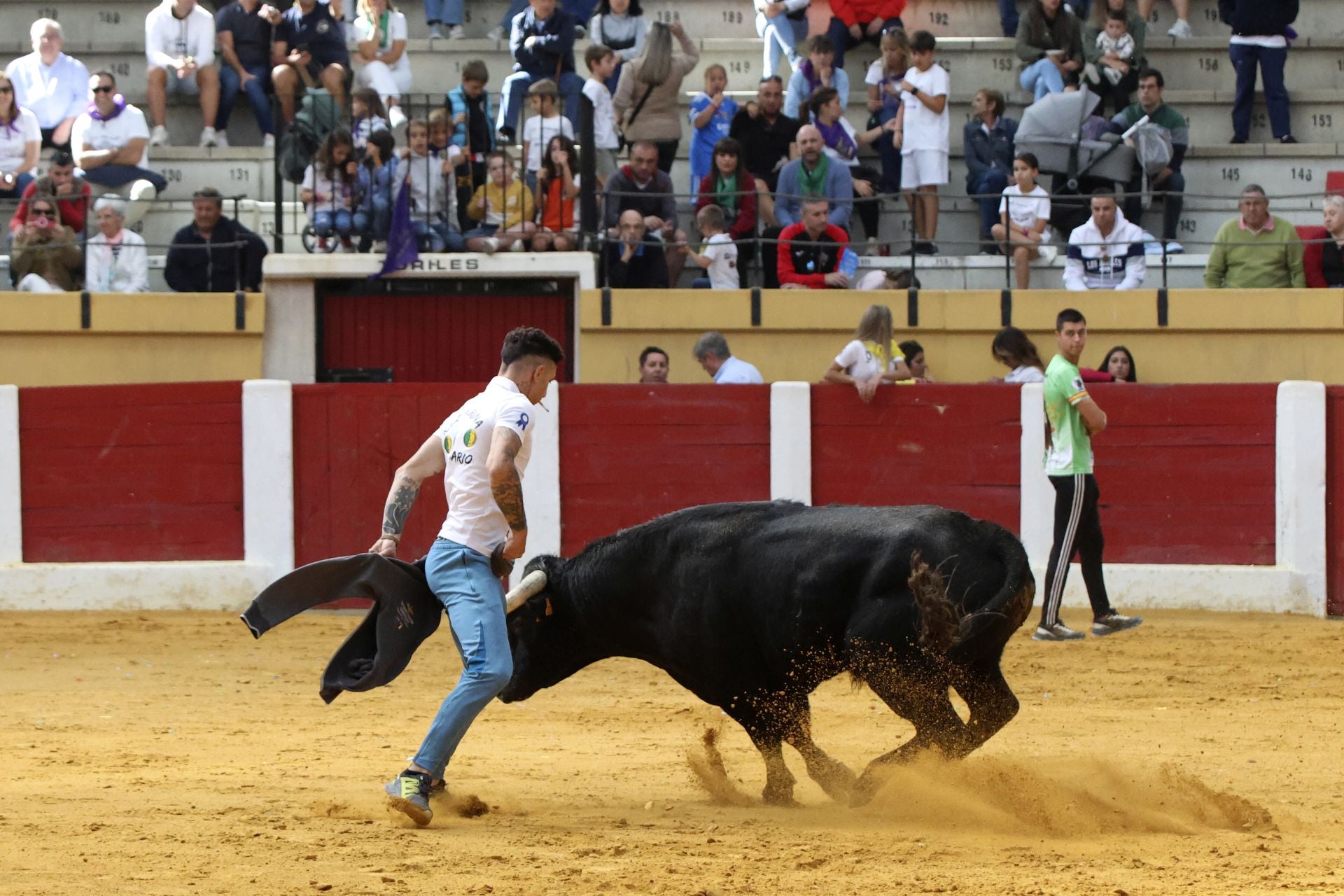 Toro del Cajón en Íscar