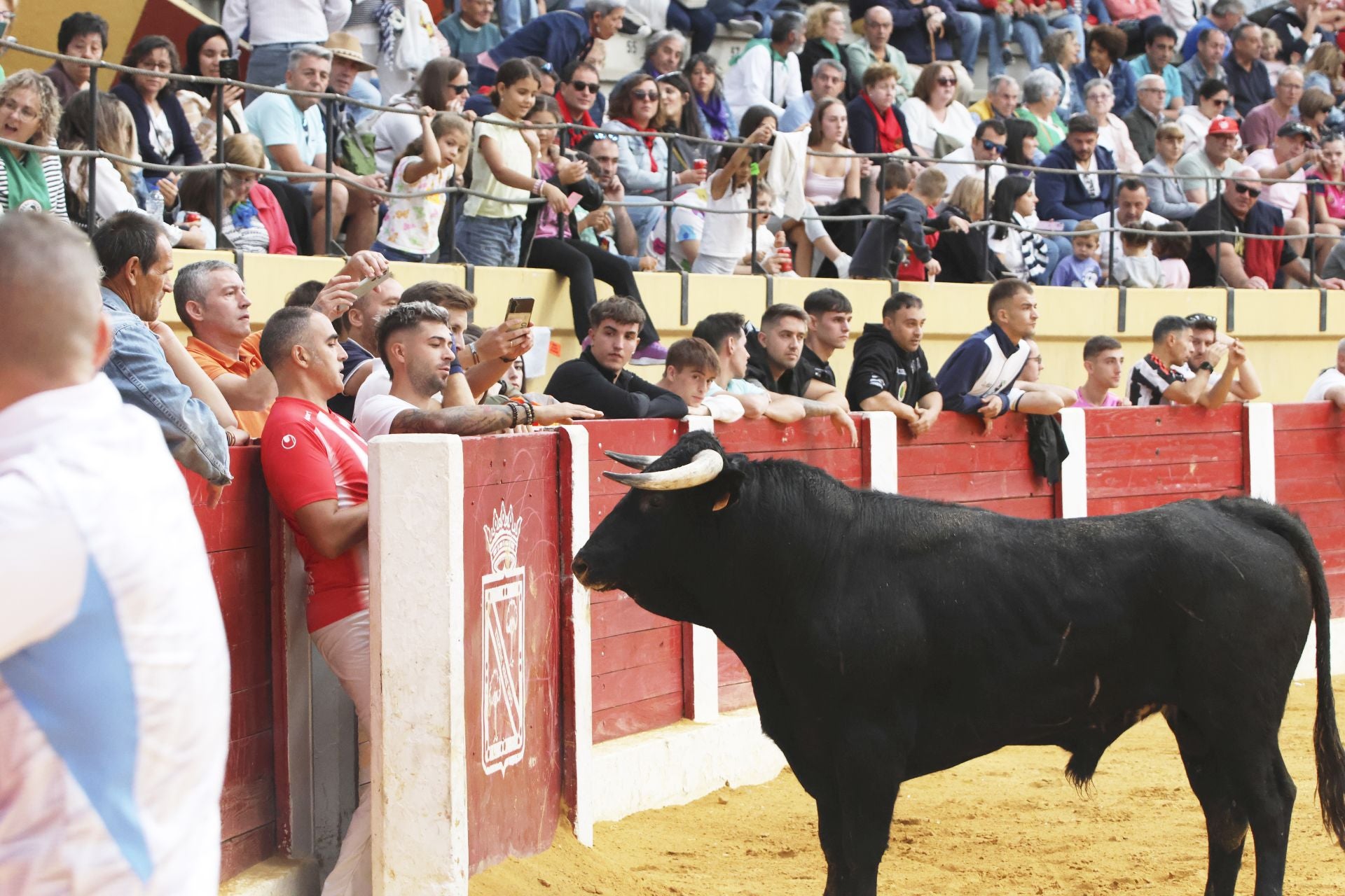 Toro del Cajón en Íscar
