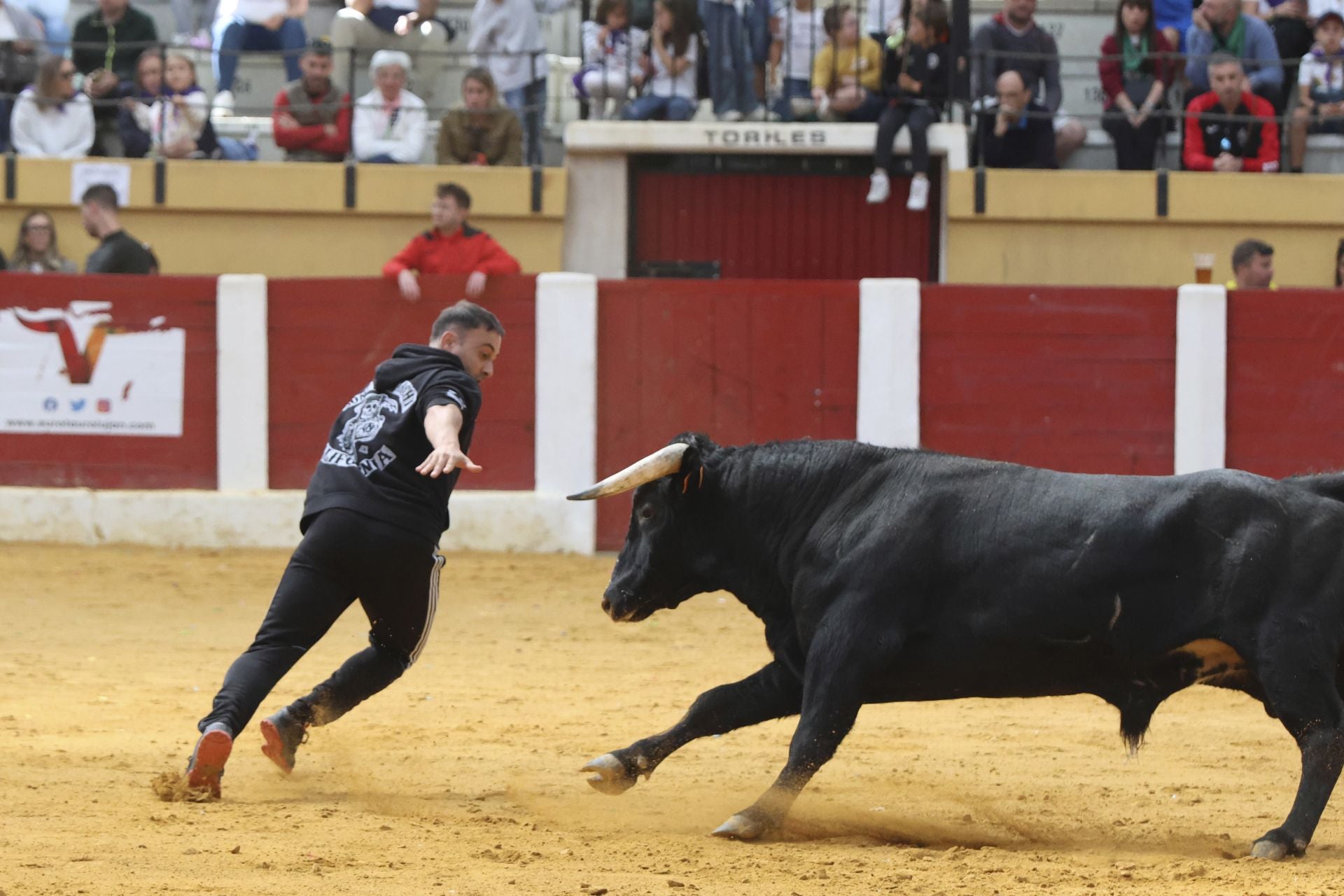 Toro del Cajón en Íscar