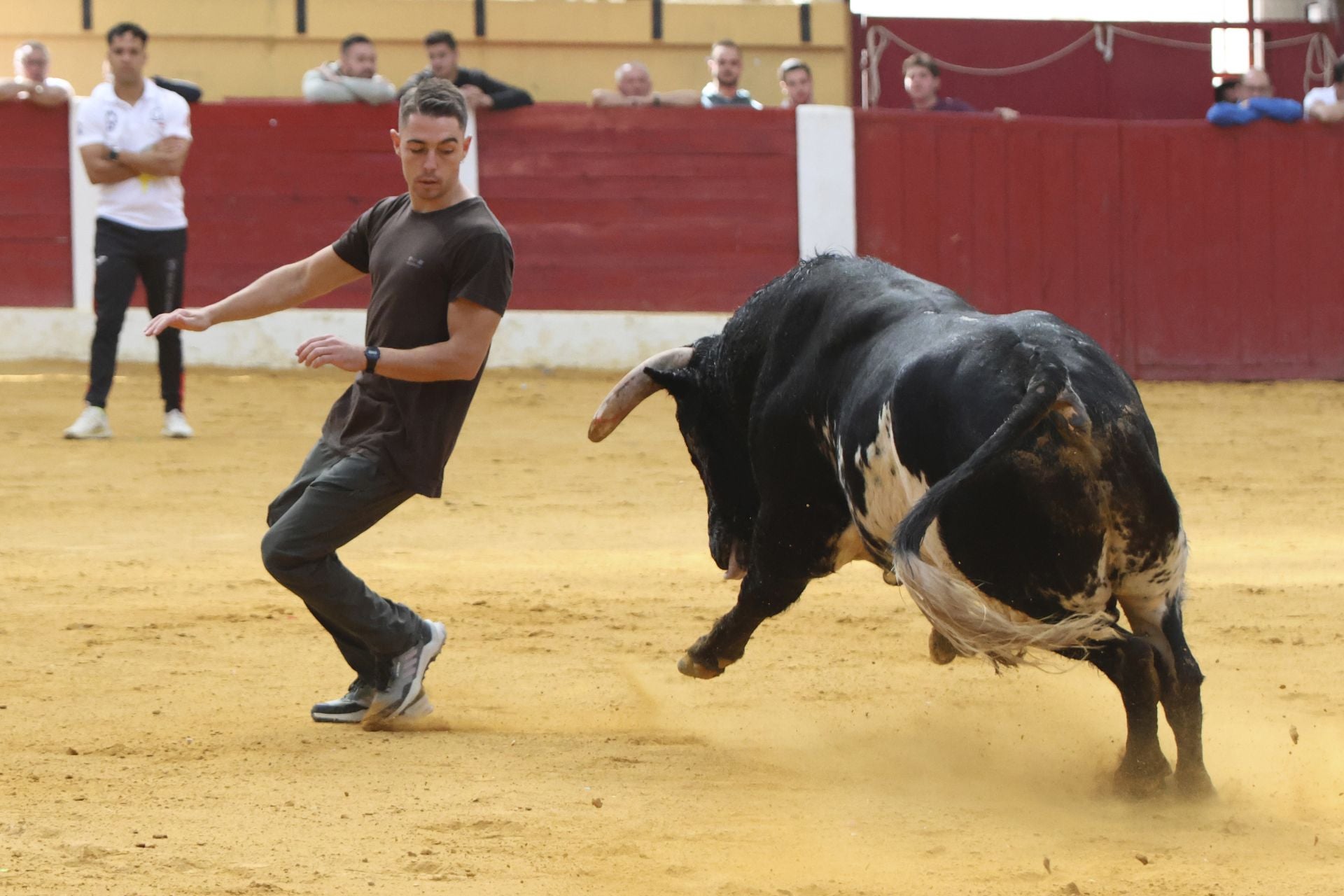Toro del Cajón en Íscar