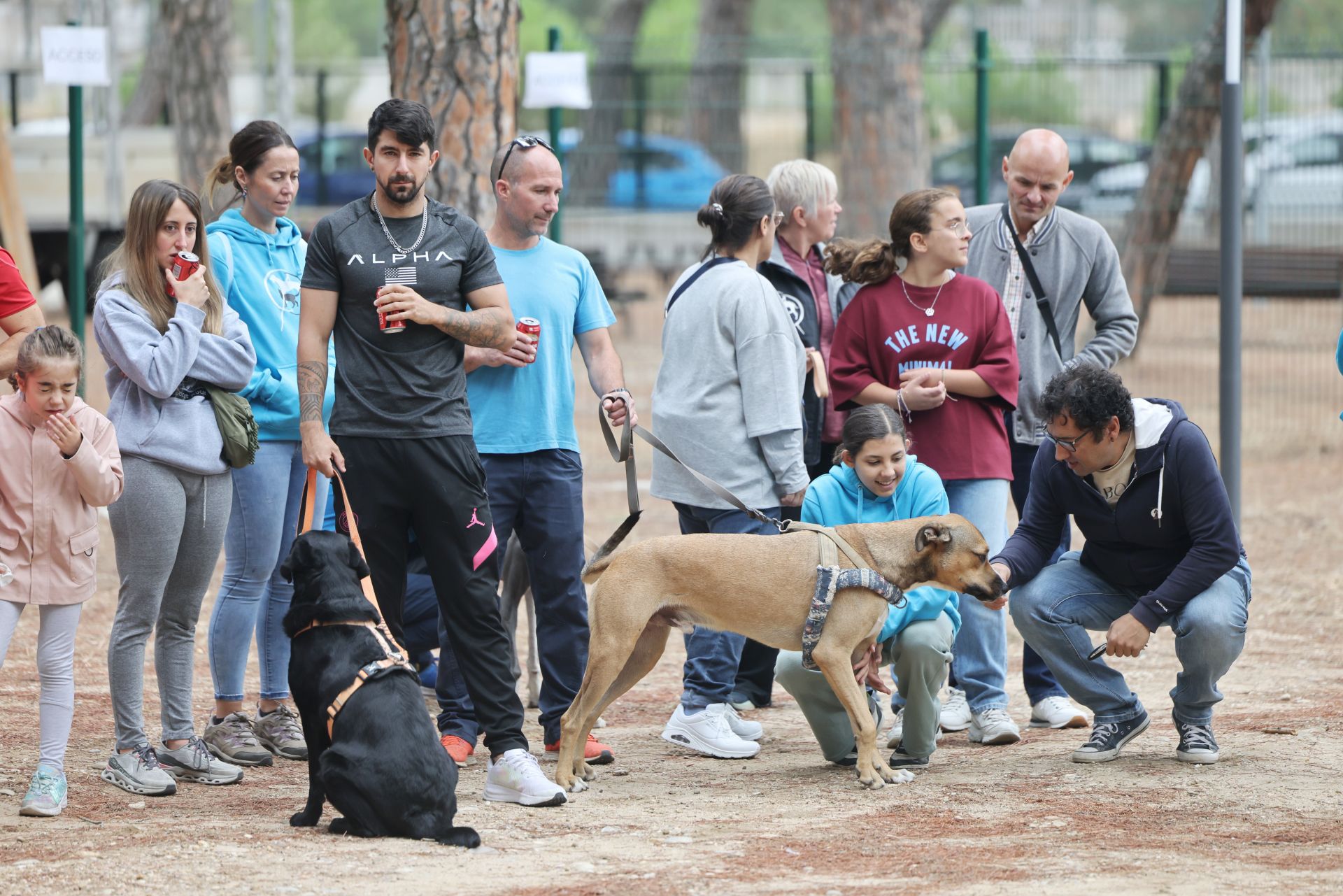 Las protectoras de animales de Valladolid organizan un desfile de perros