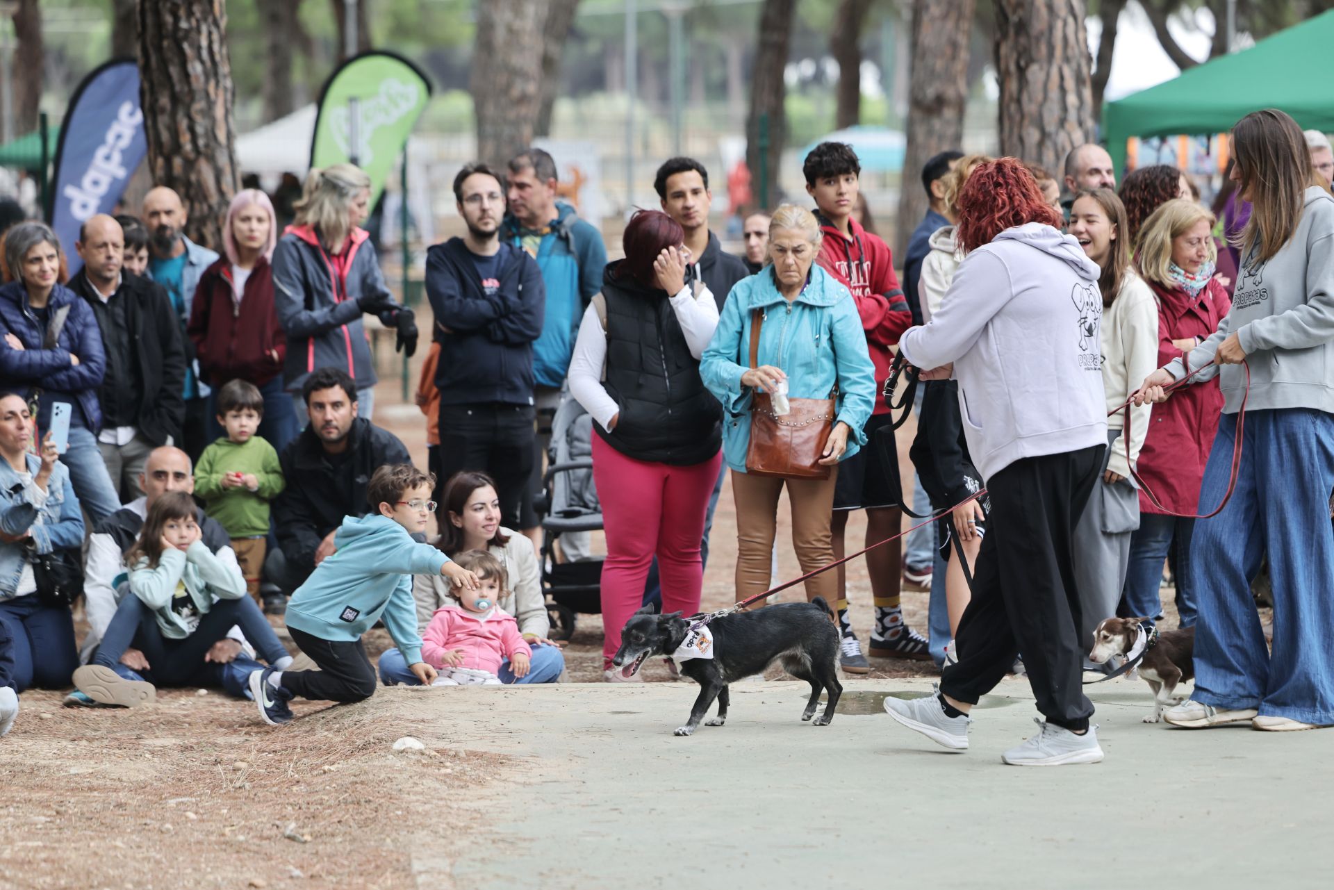 Las protectoras de animales de Valladolid organizan un desfile de perros