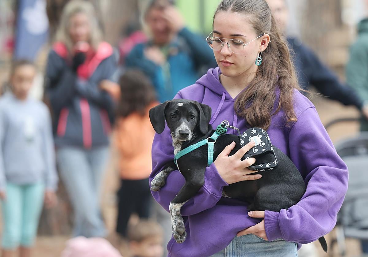 Las protectoras de animales de Valladolid organizan un desfile de perros